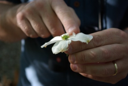David Hurt describes features of dogwood blossoms, Dogwood Canyon Audubon Center, Texas