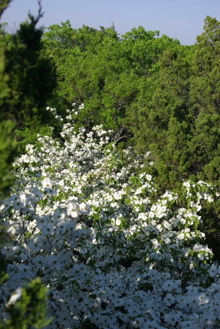 18 feet up, a floating carpet of dogwood blossoms - Dogwood Canyon, Texas