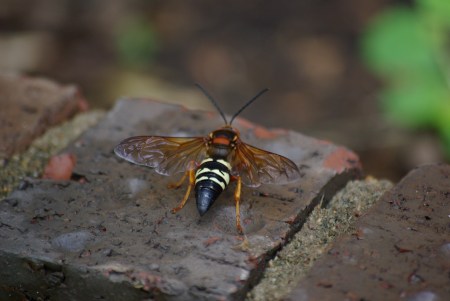 Cicada killers at Boisenberry Lane, Dallas