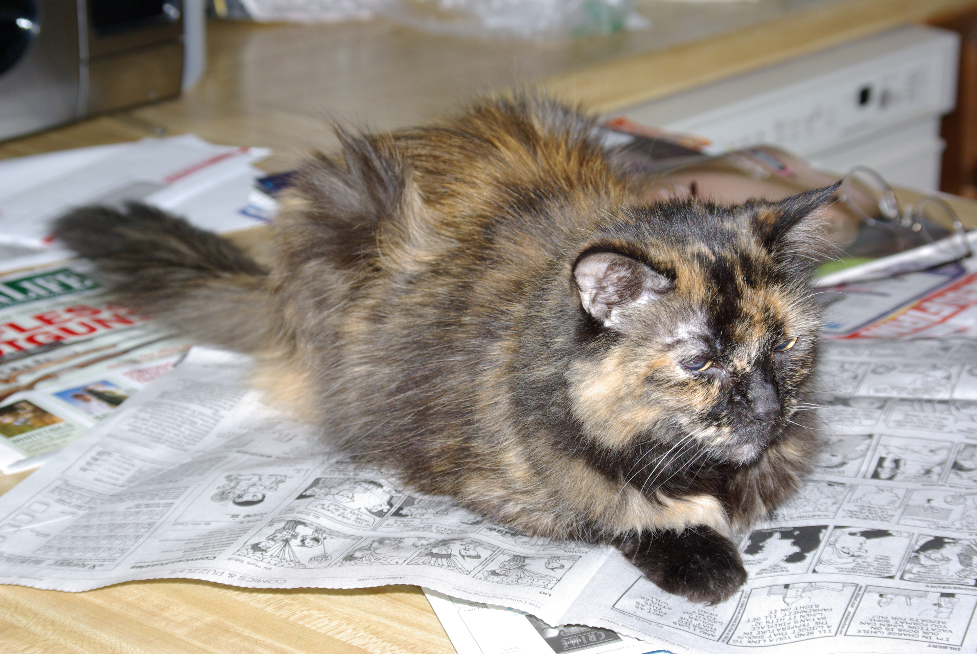 meow-reading-newspaper-6-24-2008 Meow, reminding her humans that paying attention to the cat is always more important than reading Dilbert - June 24, 2008