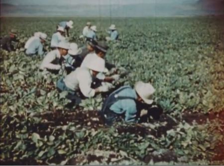 Japanese-descended American citizens harvesting crops they grew during internment during World War II. Screen capture from "Challege to Democracy."