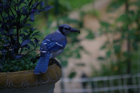 With her prize, the blue jay heads for its dining area in the live oak.