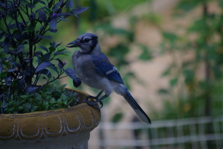 Blue Jay wrestles the pepper from the plant