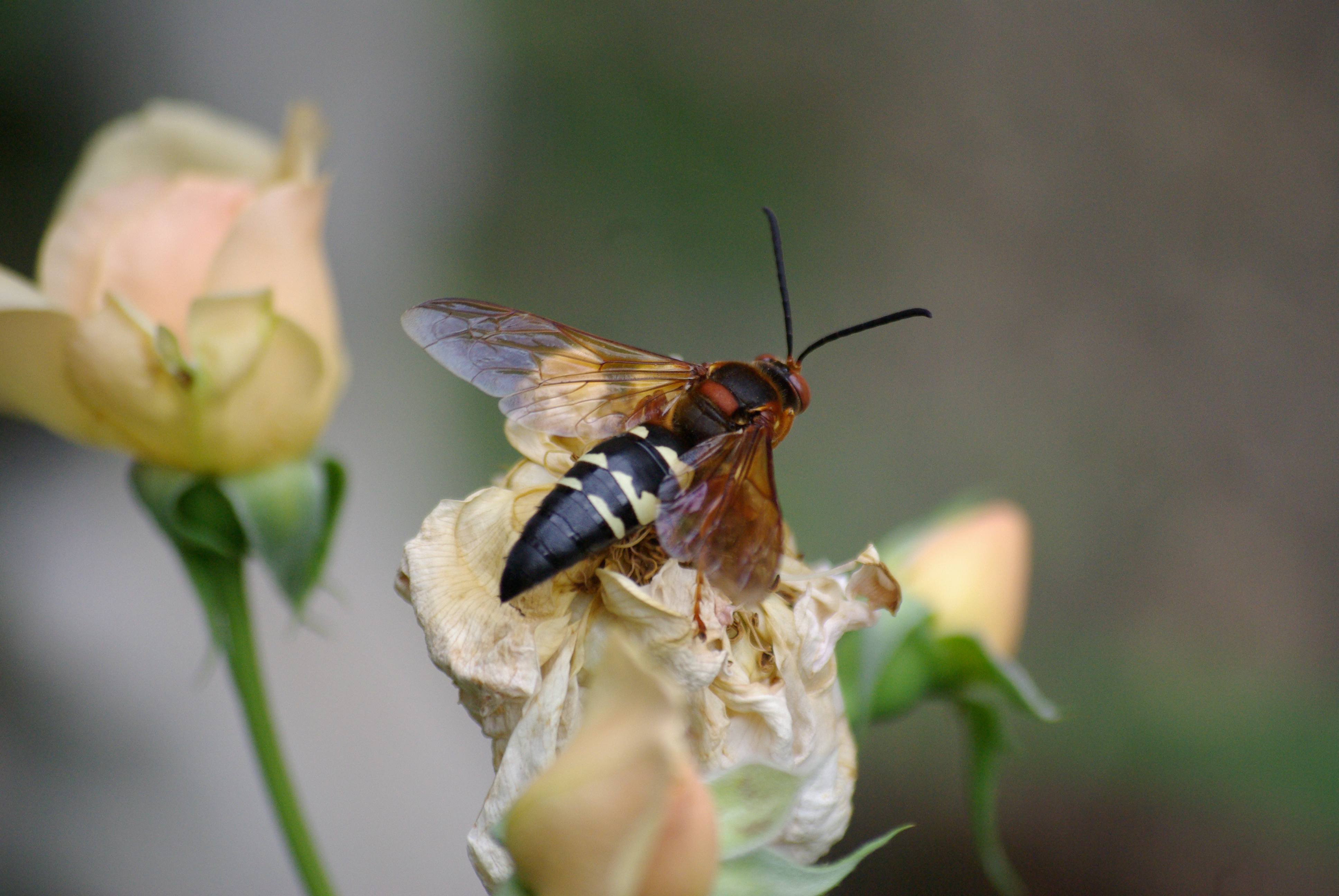 Cicada killer wasp and rose, Dallas, Texas, 7-5-2009 - image copyright 2009, Ed Darrell