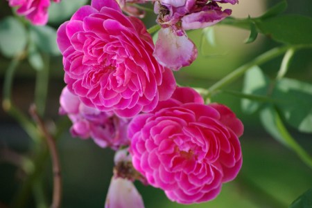 Exquisite blooms of the "Maggie" rose (bourbon class) - in Kathryn Knowles' garden, summer 2009