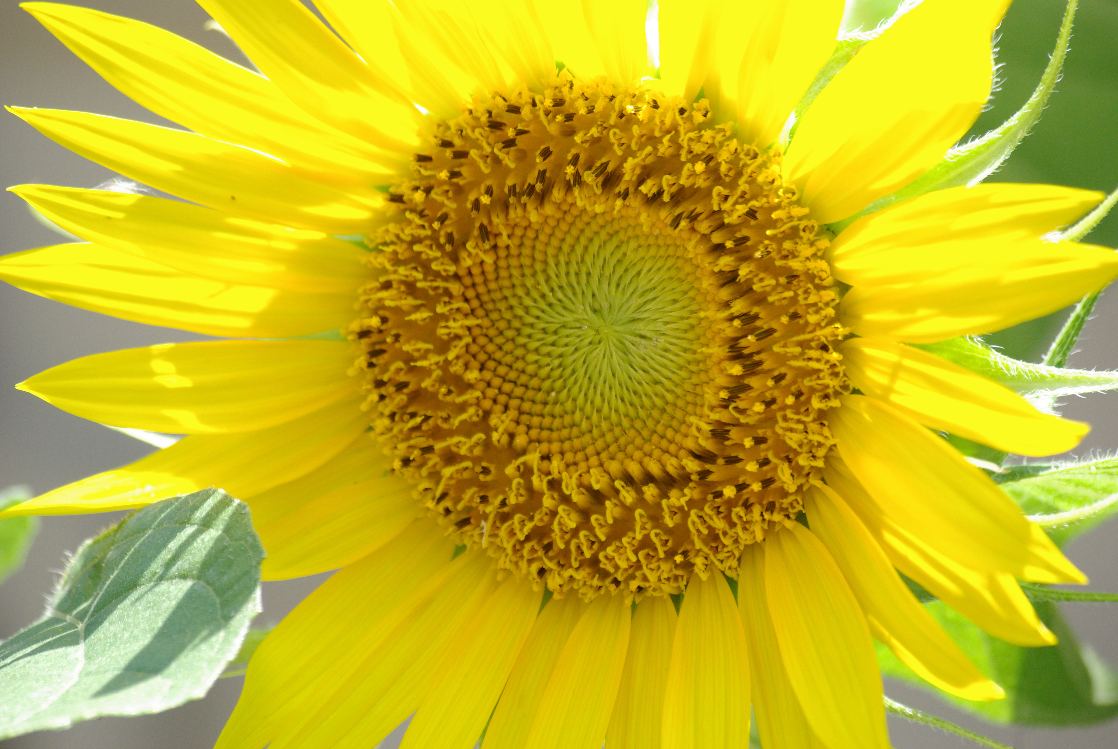 A bird-planted sunflower in Kathryn's garden - copyright 2009, Ed Darrell