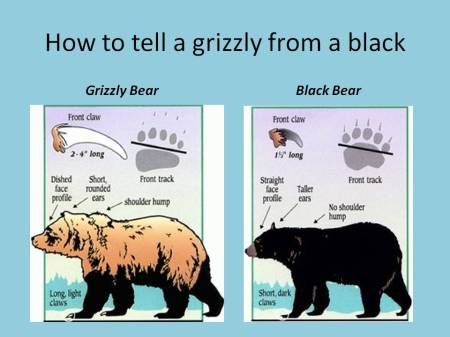 Grizzly bear/black bear identification chart, adapted from USFWS by Ed Darrell, Millard Fillmore's Bathtub