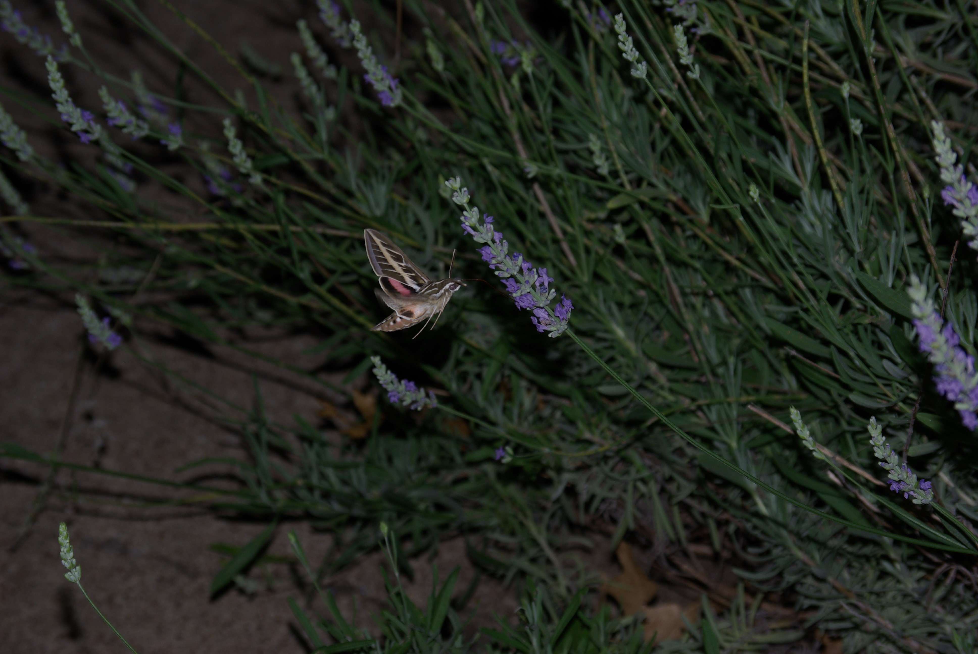 Hummingbird moth at the lavender, #2 - IMGP4107 - photo by Ed Darrell, all rights reservedHummingbird moth at the lavender, #2 - IMGP4107 - photo by Ed Darrell, all rights reserved