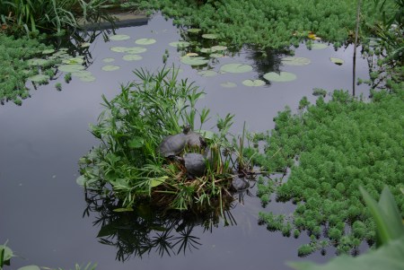 Red-eared sliders, turtles at Texas Discovery Gardens - photo by Ed Darrell