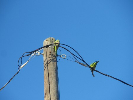 Monk parakeets assaulting an electrical transmission line.  Photo by Ed Darrell