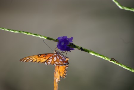 Gulf fritillary on blue porterweed, Dallas, Texas - Ed Darrell photo