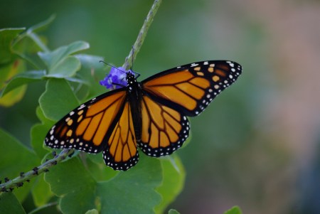 Monarch  butterfly on blue porterweed, Dallas, Texas October 2010 - photo by Ed Darrell IMGP5345