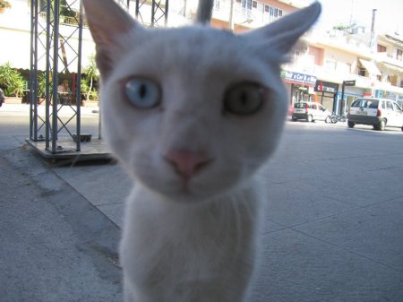 Cretan Cat - photo by Kenny Darrell