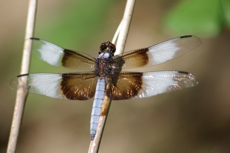Dragon fly, Pied Paddy Skimmer, Neurothemis tullia - photo by Ed Darrell copyright 2011, use permitted with attribution