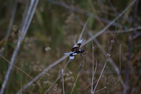 Dragon fly, Neurothemis Tullia (perhaps), Duncanville Lions Park, 6-25-2011 - Photo by Ed Darrell, use permitted with attribution