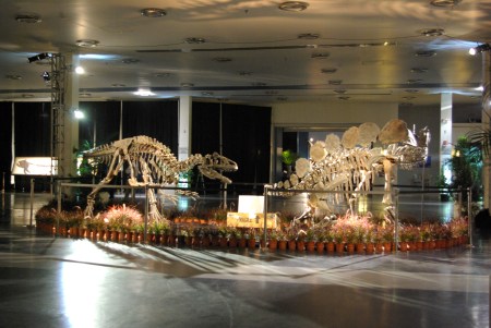 Fighting pair - allosaurus and stegosaurus, from Heritage Auctions' June 12, 2011 sale of fossils IMGP6839 - photo copyright by Ed Darrell, use permitted with attribution