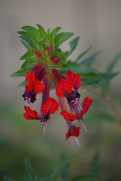 Bat faced cuphea in Kathryn's garden, IMGP5294