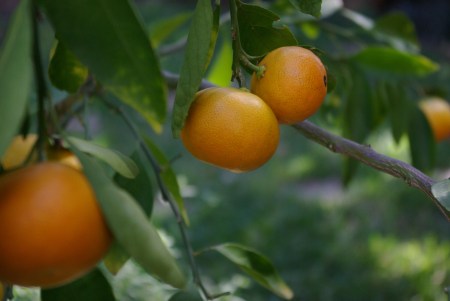 Oranges on the patio in Dallas