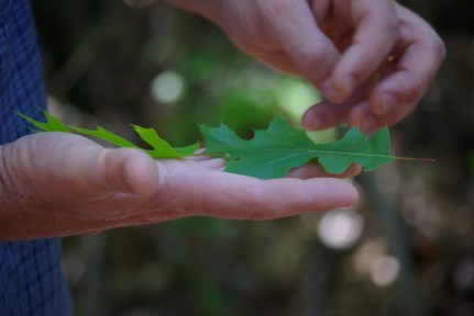 David Hurt demonstrates differences in oaks, 03-25-2012 import 694 - photo by Ed Darrell