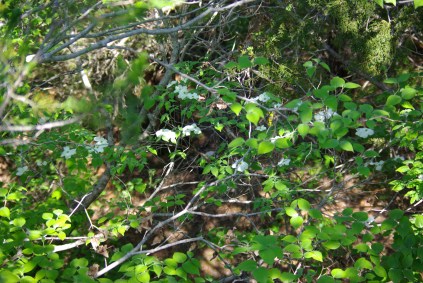 Dogwood blossoms, Dogwood Canyon Audubon Center 03-25-2012 import 744 - phot by Ed Darrell