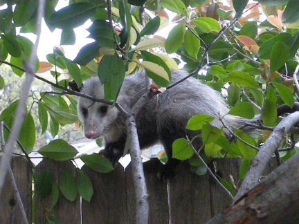 Possum on the fence IMGP2893 (2) photo by Ed Darrell creative commons copyright