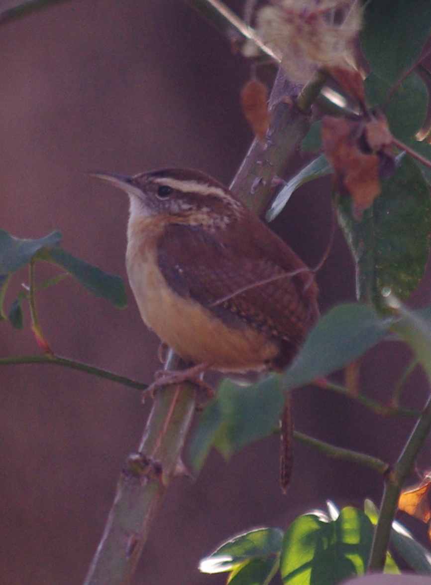 Carolina wren, perhaps, in Dalls