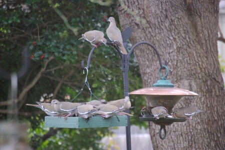 White-winged doves are really too big for any of our feeders -- but what are you going to tell a rampaging herd of them?  Photos by Ed Darrell - use encouraged with attribution.