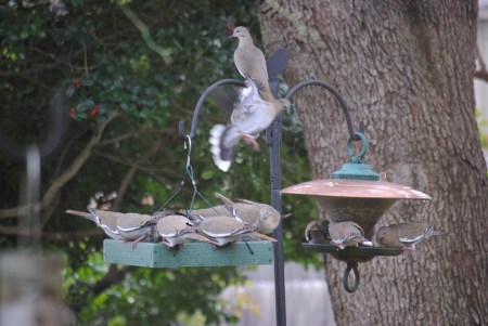 White-winged doves crowding at the bird feeders