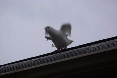 White dove ron the roof.