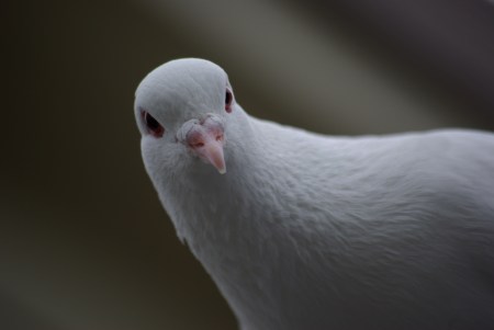 White dove in the yard.