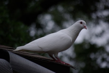 White dove
