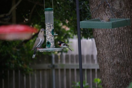 White winged dove and rose-breasted grosbeaki