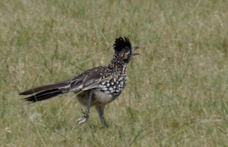 Greater Roadrunner running