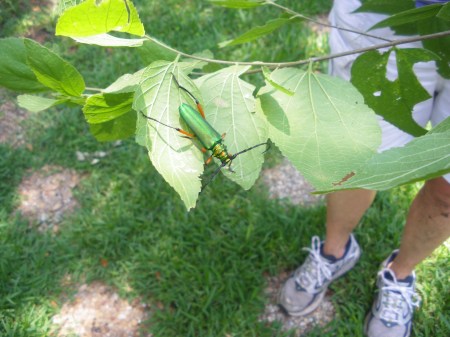 Our mystery beetle is too big to be an emerald ash borer.  