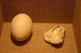 Pelican eggs: Healthy pelican egg on left, egg affected by DDT in its laying mother on right.