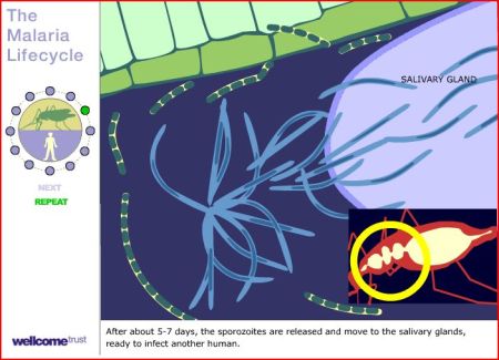 Screen capture of the Wellcome Trust HTML presentation on the life cycle of malaria parasites. Malaria fighters know all this almost instinctively; too often policy makers fail to understand it, and so they recommend policies that do not make medical or economic sense in fighting the disease. Click image to go to Wellcome Trust site for full presentation.