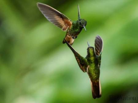 Two hummingbirds in Europe in 2017; will these birds go extinct, soon, due to agricultural use of potent pesticides that kill the insects birds need to live? AFP image via The Nation.