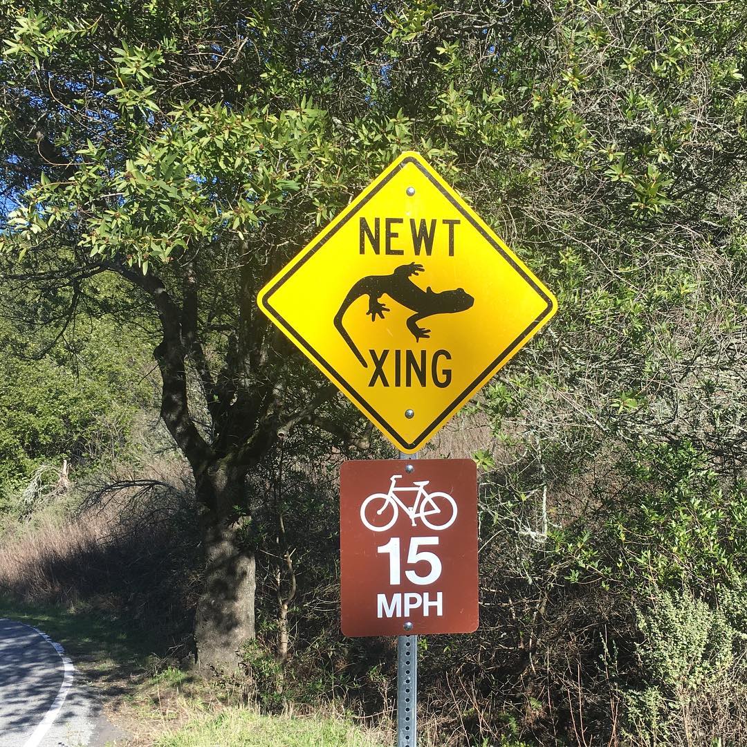From Instagram: pkwanpiOf course there's a #newtcrossing -- this is #berkeley after all! In Tilden Regional Park