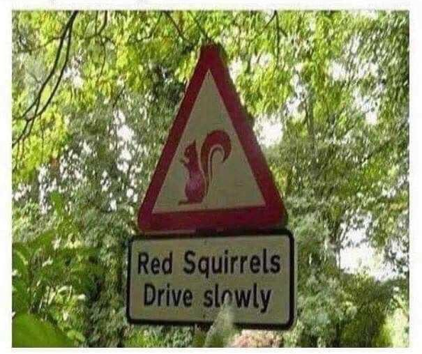 Red Squirrels Drive slowly sign, probably in Britian
